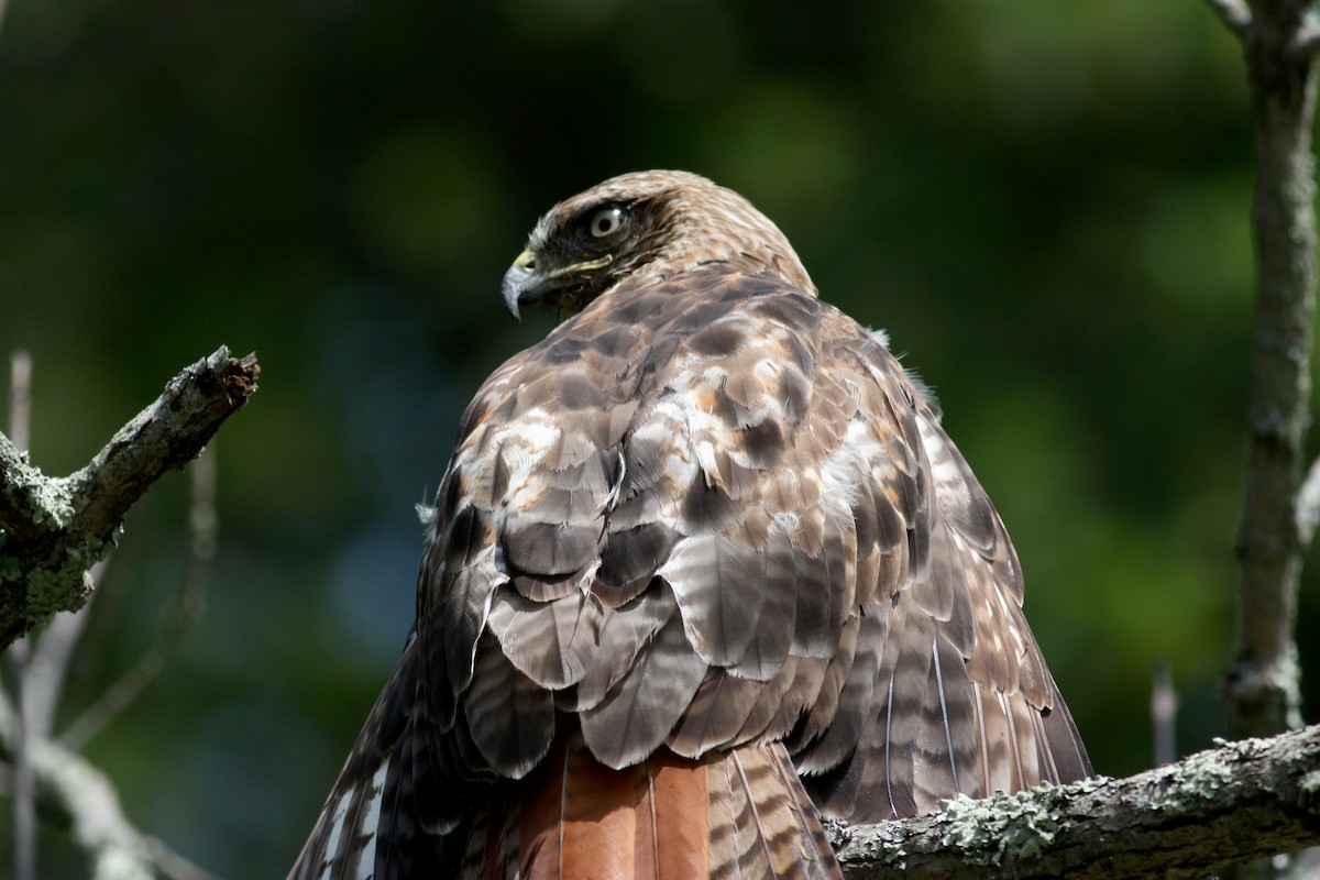 Red-tailed Hawk - ML72505961