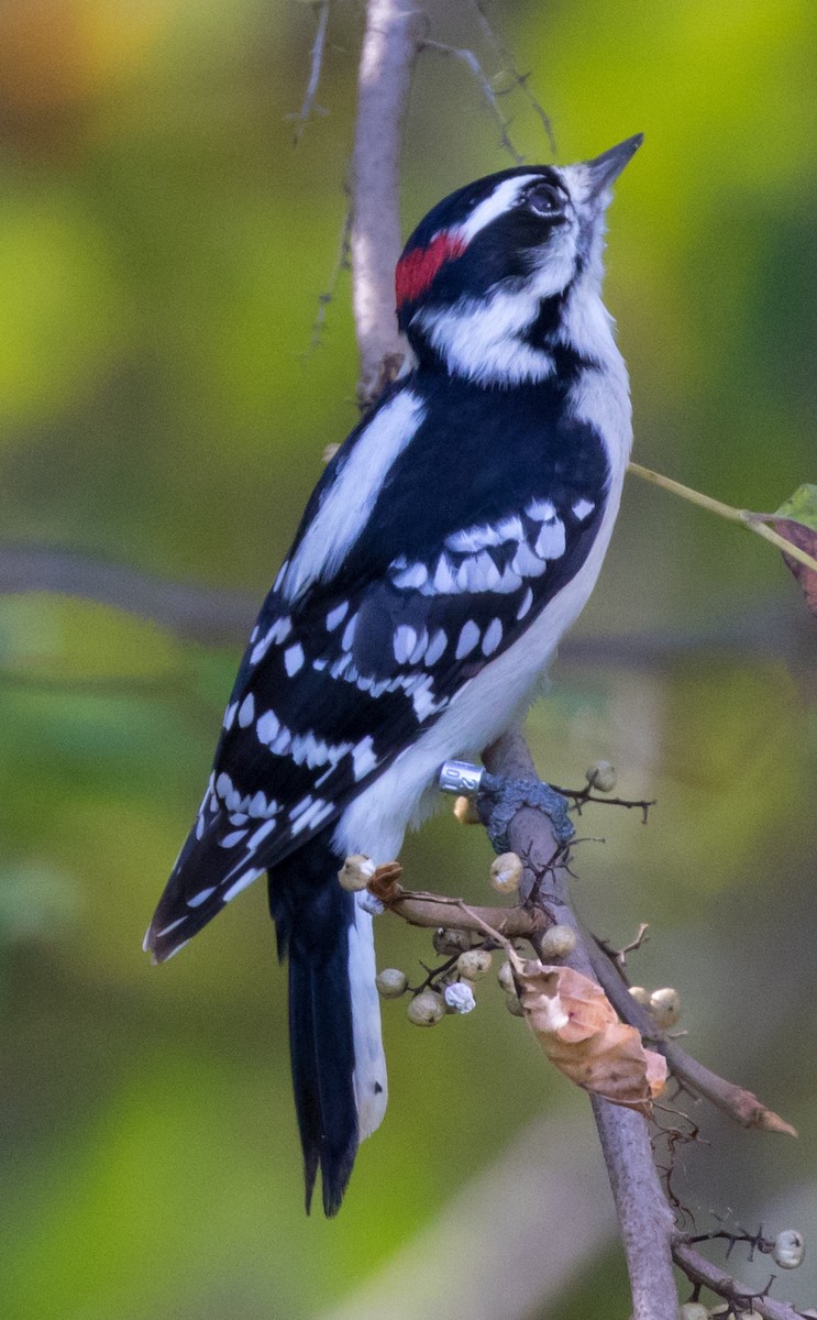 Downy Woodpecker (Eastern) - Michael Kieron