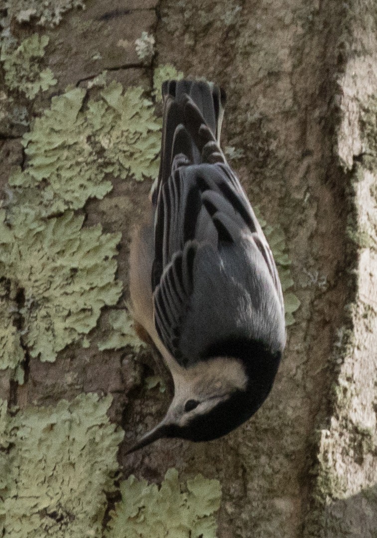 White-breasted Nuthatch (Eastern) - ML72510161