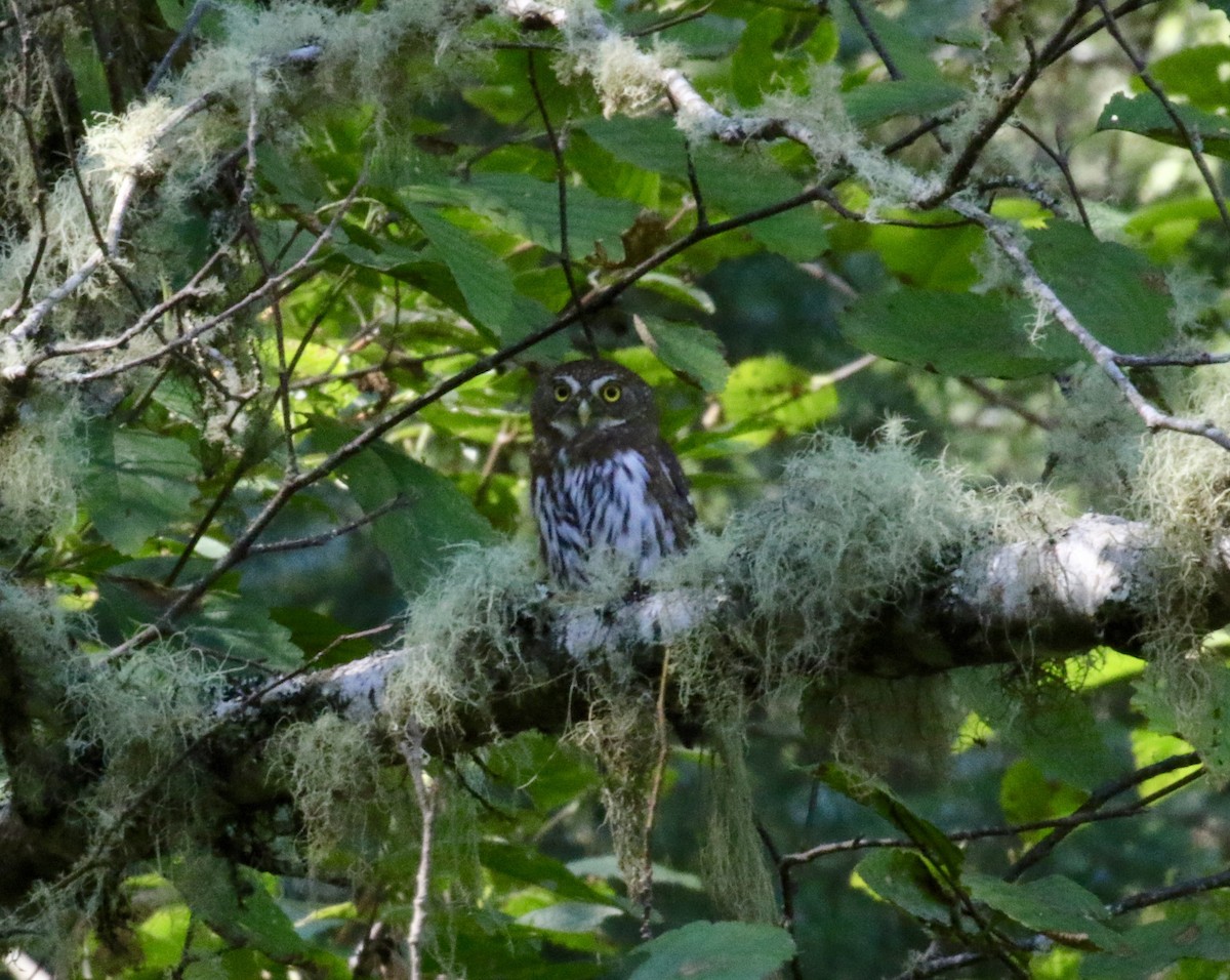 Northern Pygmy-Owl - ML72512721
