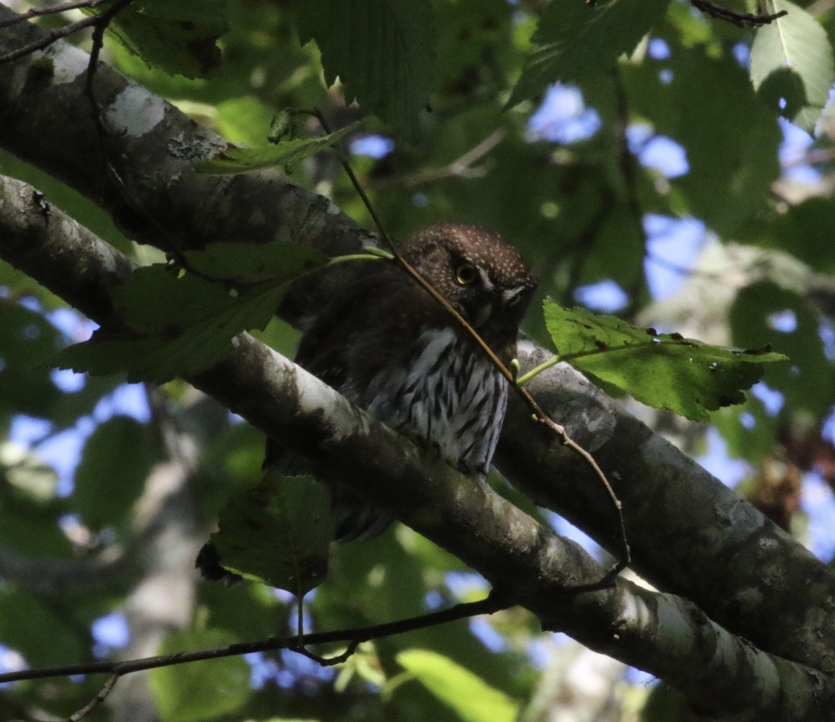 Northern Pygmy-Owl - ML72512881