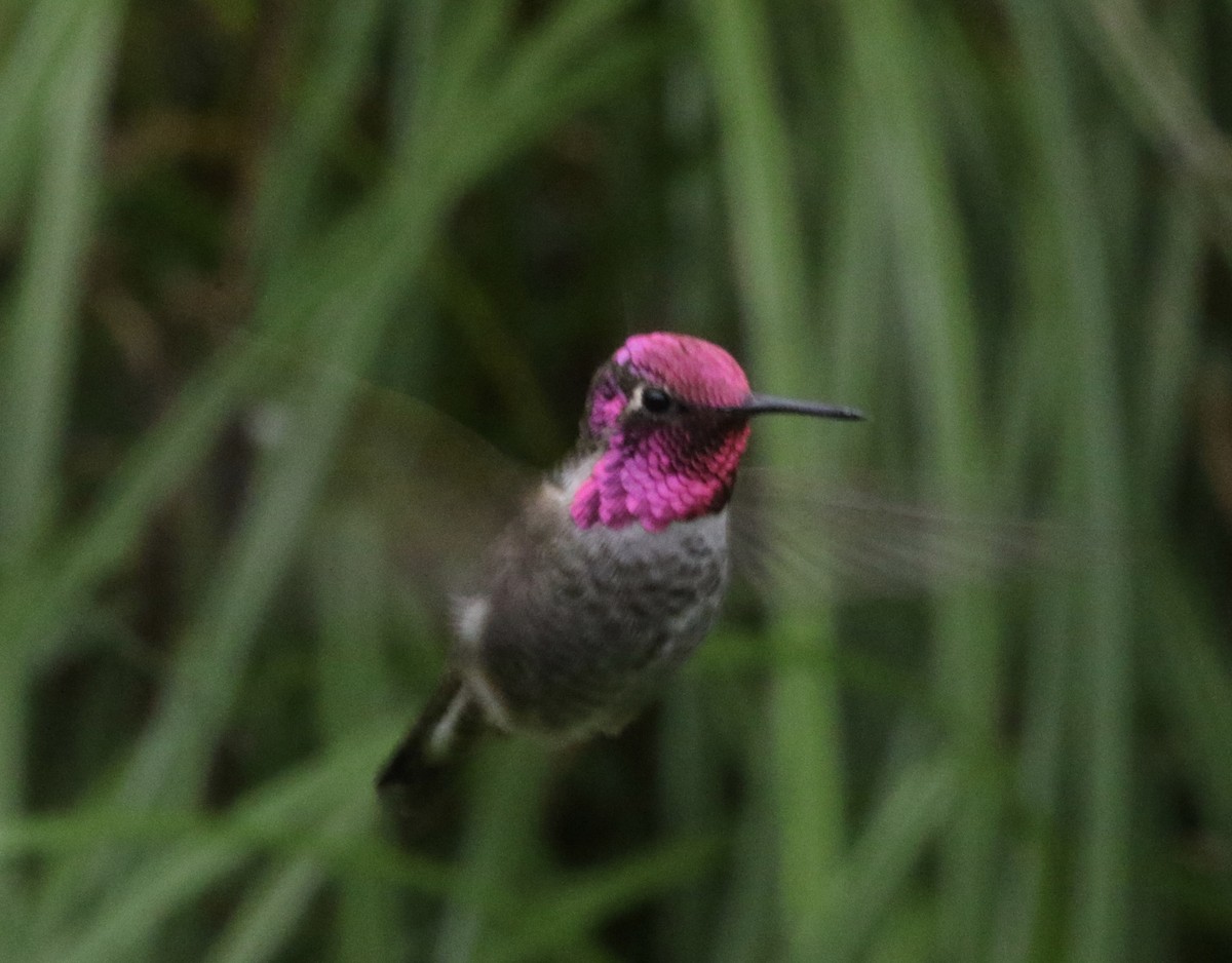 Anna's Hummingbird - ML72513291