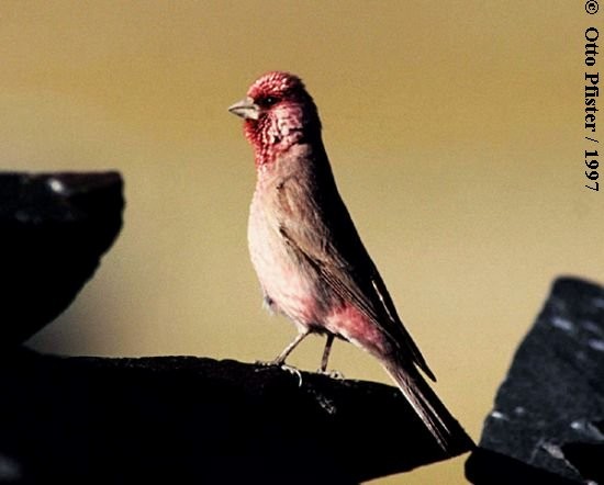 Great Rosefinch (Spotted) - ML725133