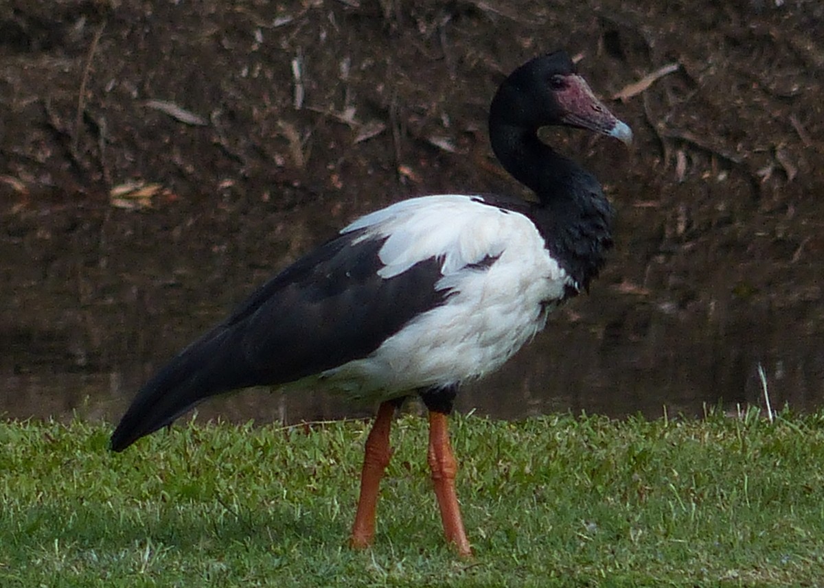 Magpie Goose - Andy Frank