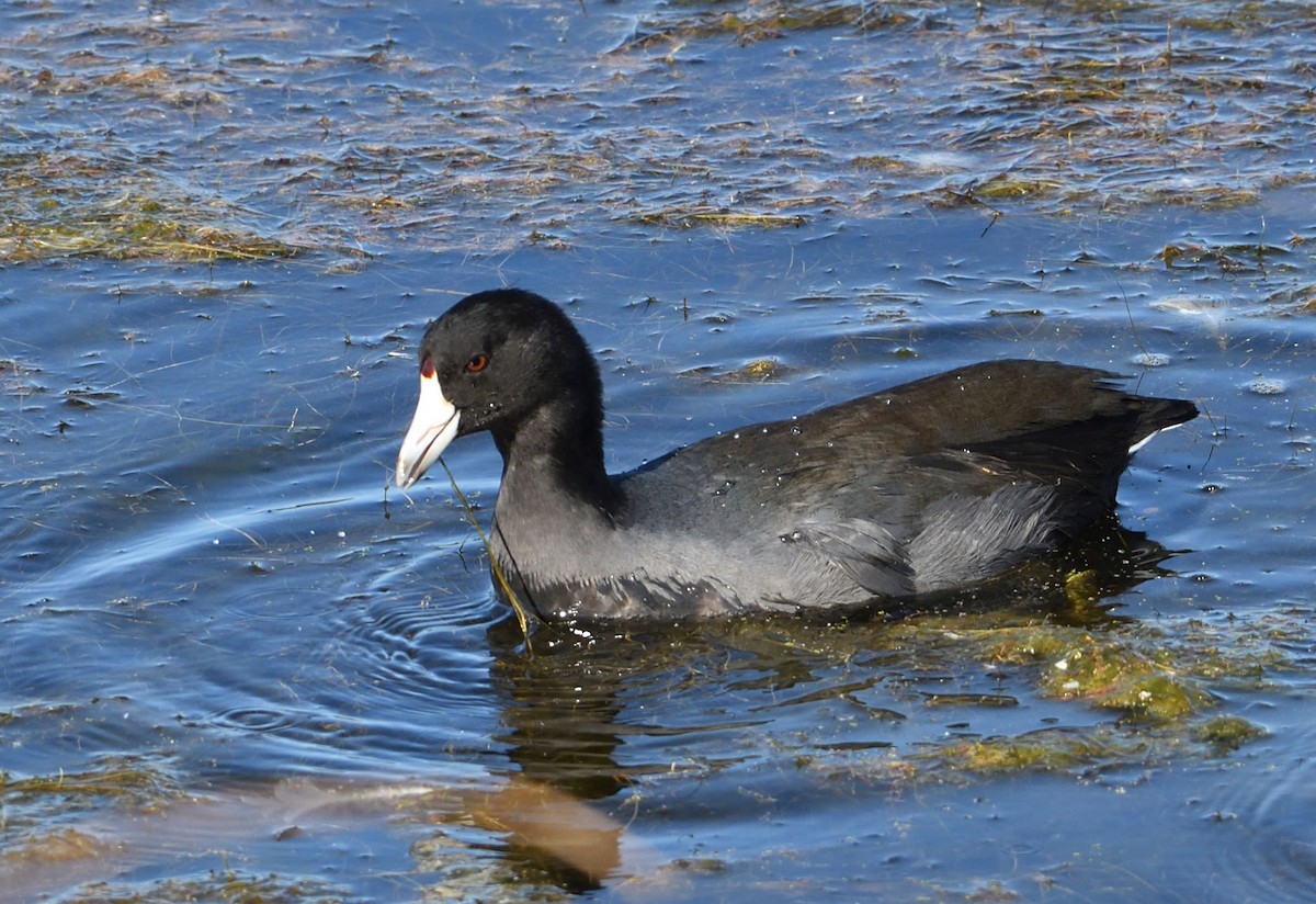 American Coot - Barry Blust
