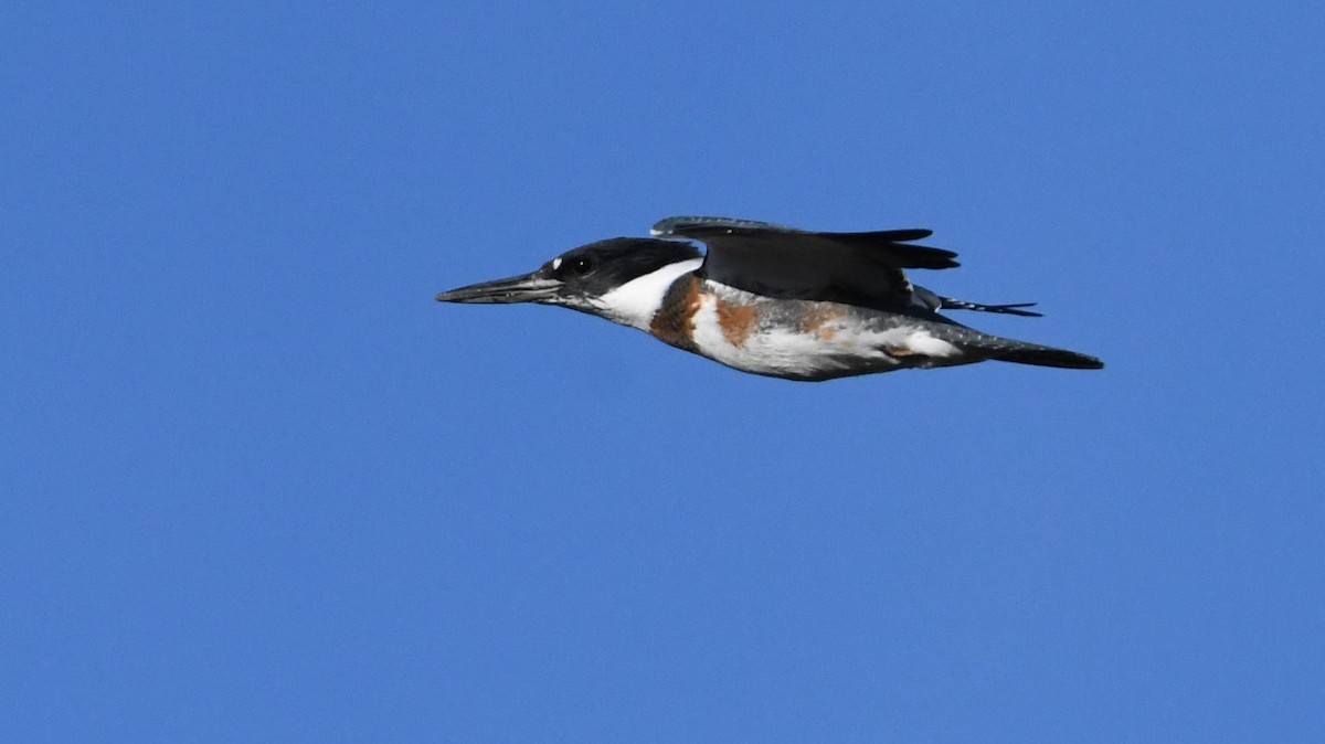 Belted Kingfisher - ML72516781