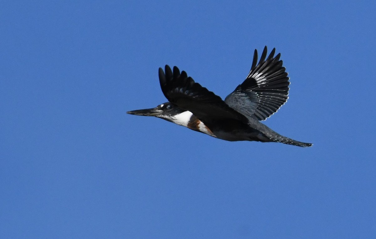 Belted Kingfisher - ML72516791