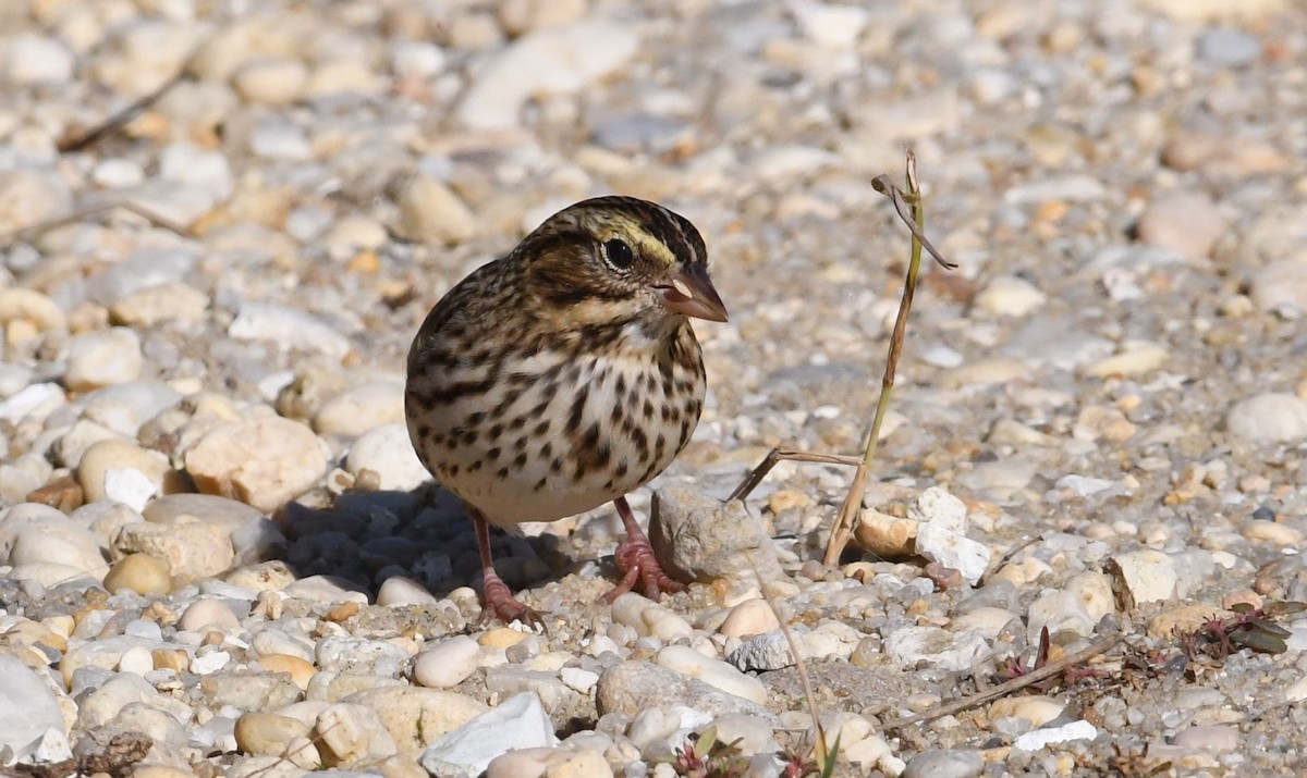 Savannah Sparrow - ML72517151