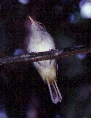 Philippine Leaf Warbler - ML725176