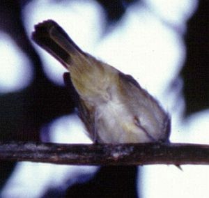 Philippine Leaf Warbler - ML725177