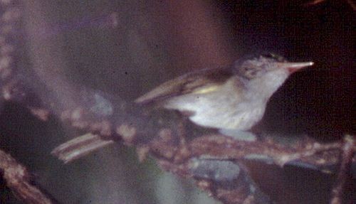 Philippine Leaf Warbler - ML725178