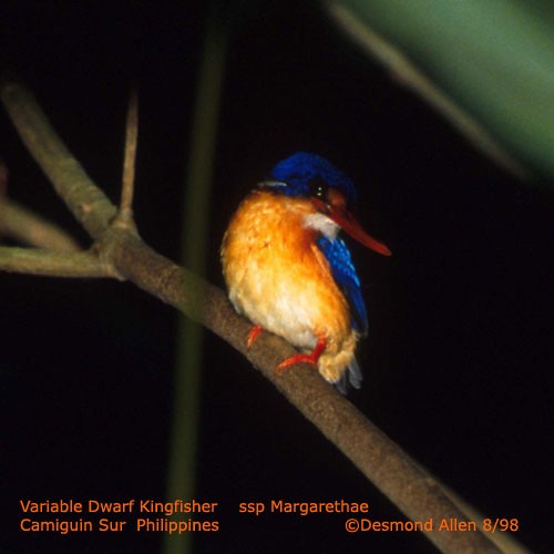 Dimorphic Dwarf-Kingfisher - ML725181
