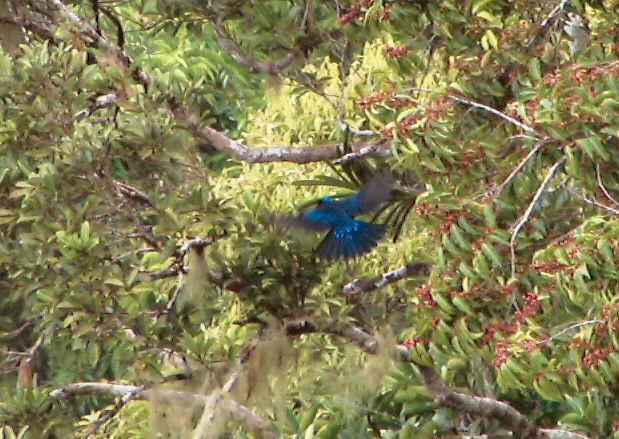 Philippine Fairy-bluebird - ML725188