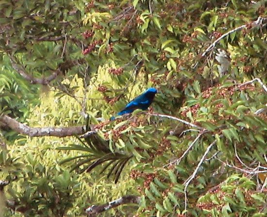 Philippine Fairy-bluebird - ML725189