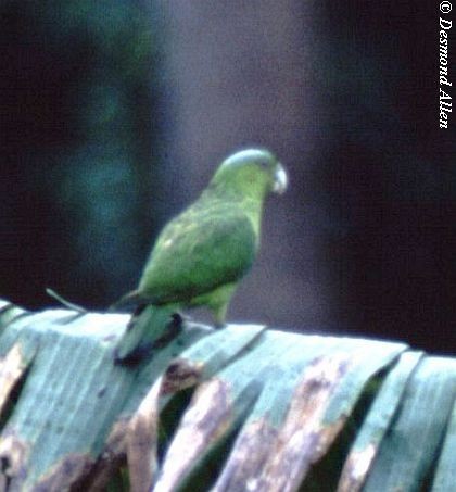 Mindoro Raket Kuyruklu Papağanı - ML725192