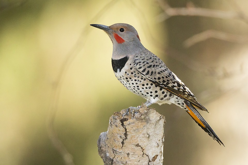 Northern Flicker (Yellow-shafted x Red-shafted) - Jeff Dyck