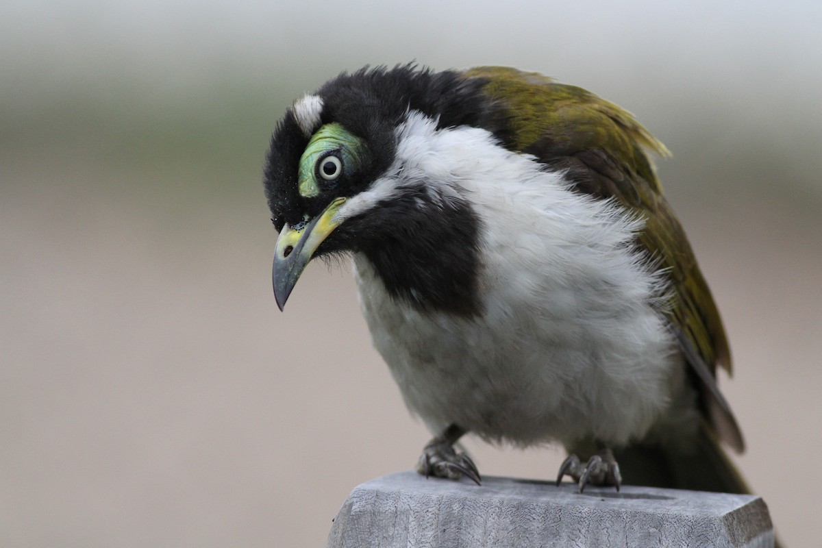 Blue-faced Honeyeater - Chris Wiley