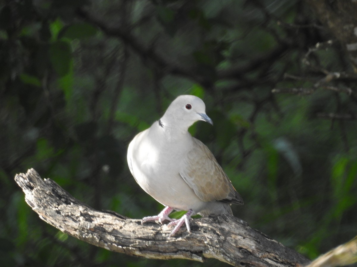 Eurasian Collared-Dove - ML72523781
