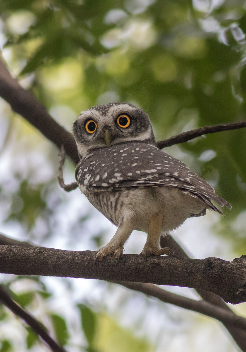 Spotted Owlet - ML72524161
