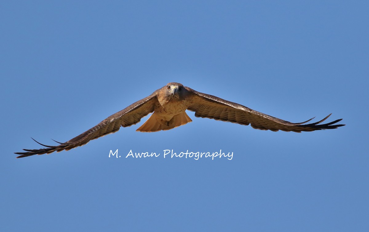 Red-tailed Hawk - Musa Awan