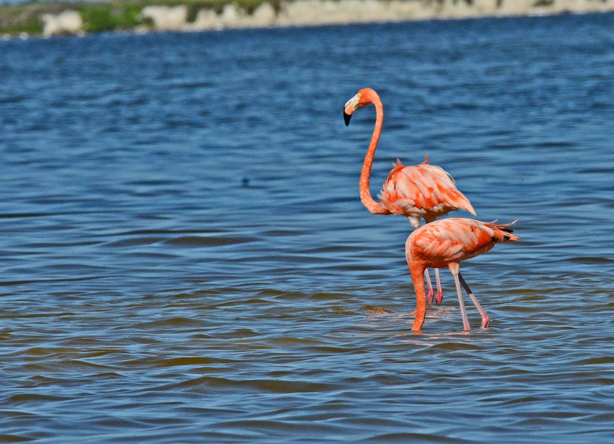 American Flamingo - Charles Hundertmark