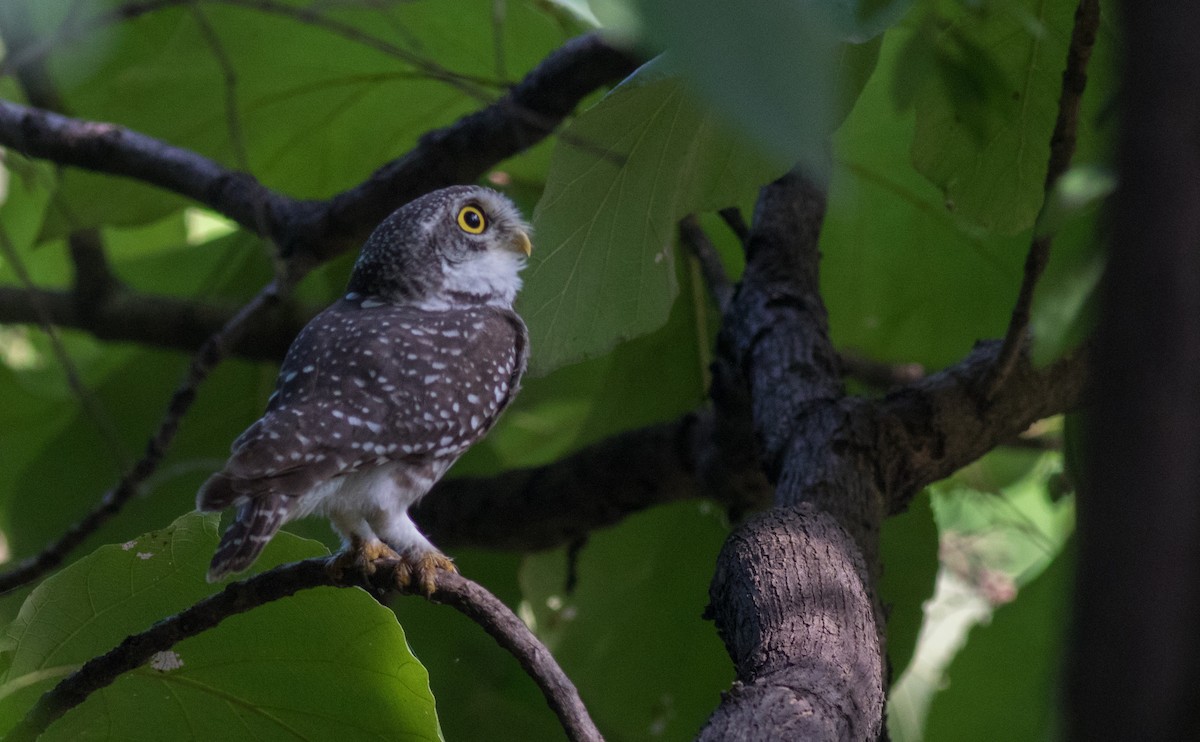 Spotted Owlet - ML72524561