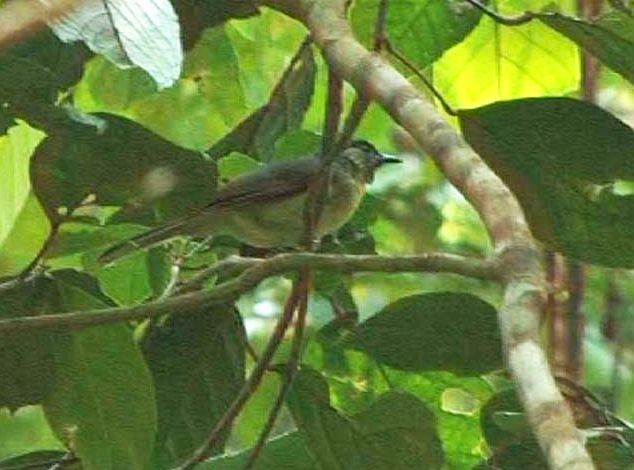 Black-crowned Babbler - ML725254