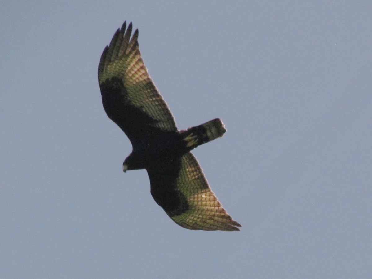 Zone-tailed Hawk - Ramón Fernández Francés