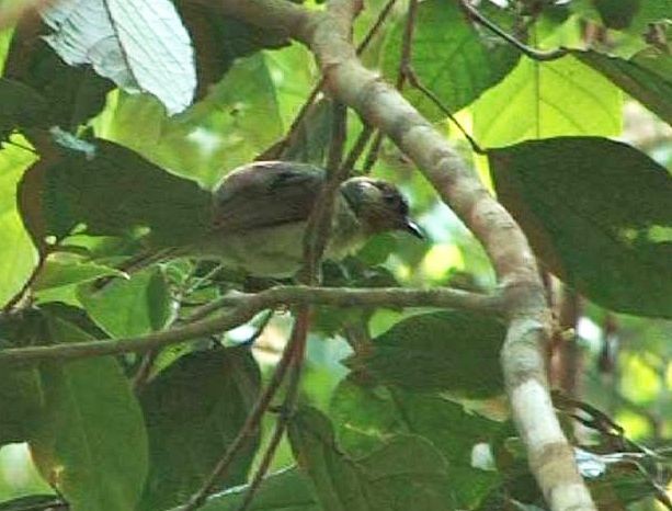 Black-crowned Babbler - ML725256