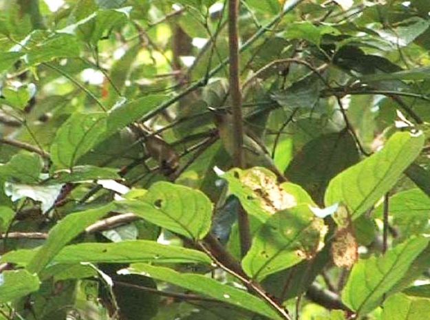 Black-crowned Babbler - ML725257