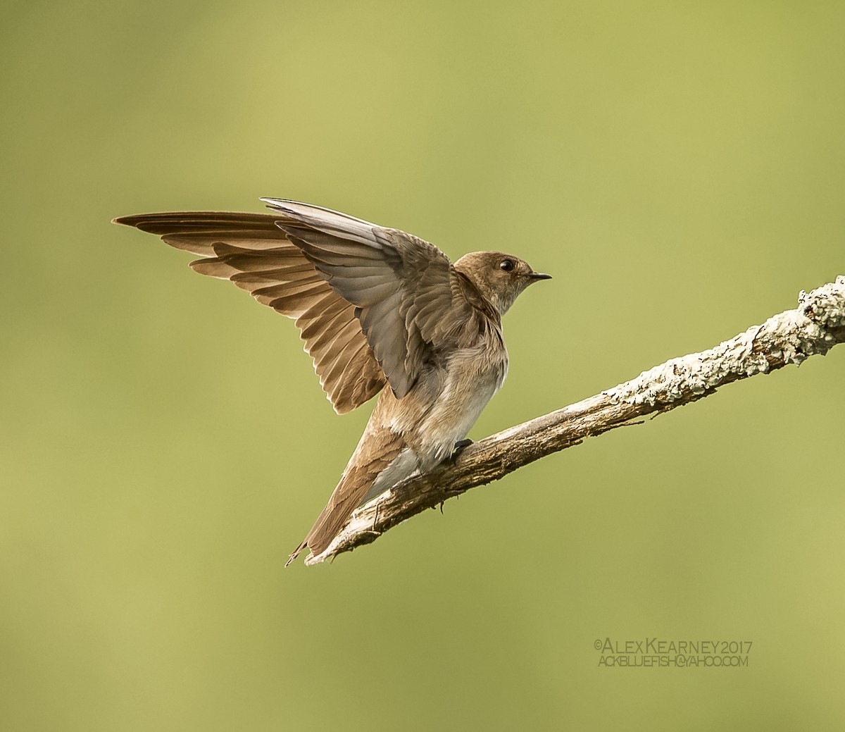 Northern Rough-winged Swallow - Alex Kearney