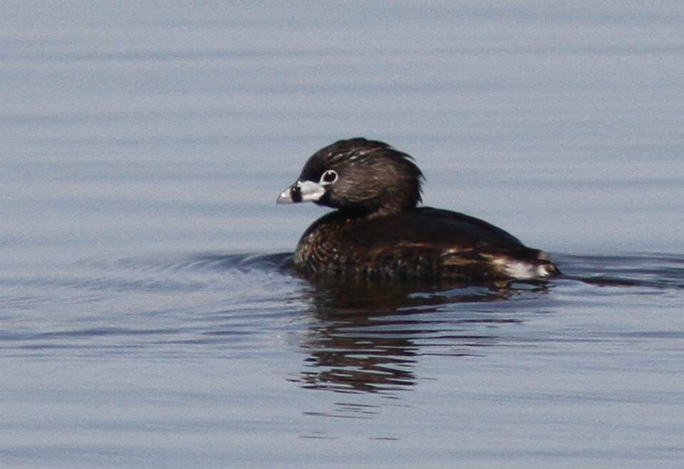 Pied-billed Grebe - Paul Marvin