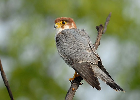 Red-necked Falcon - Nayan Khanolkar