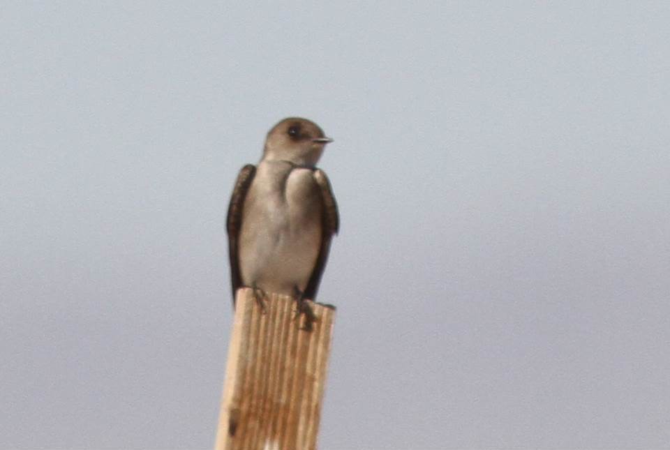 Northern Rough-winged Swallow - ML72530101