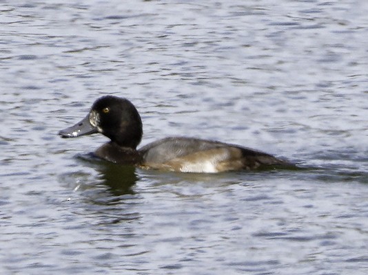 Greater Scaup - ML72530941