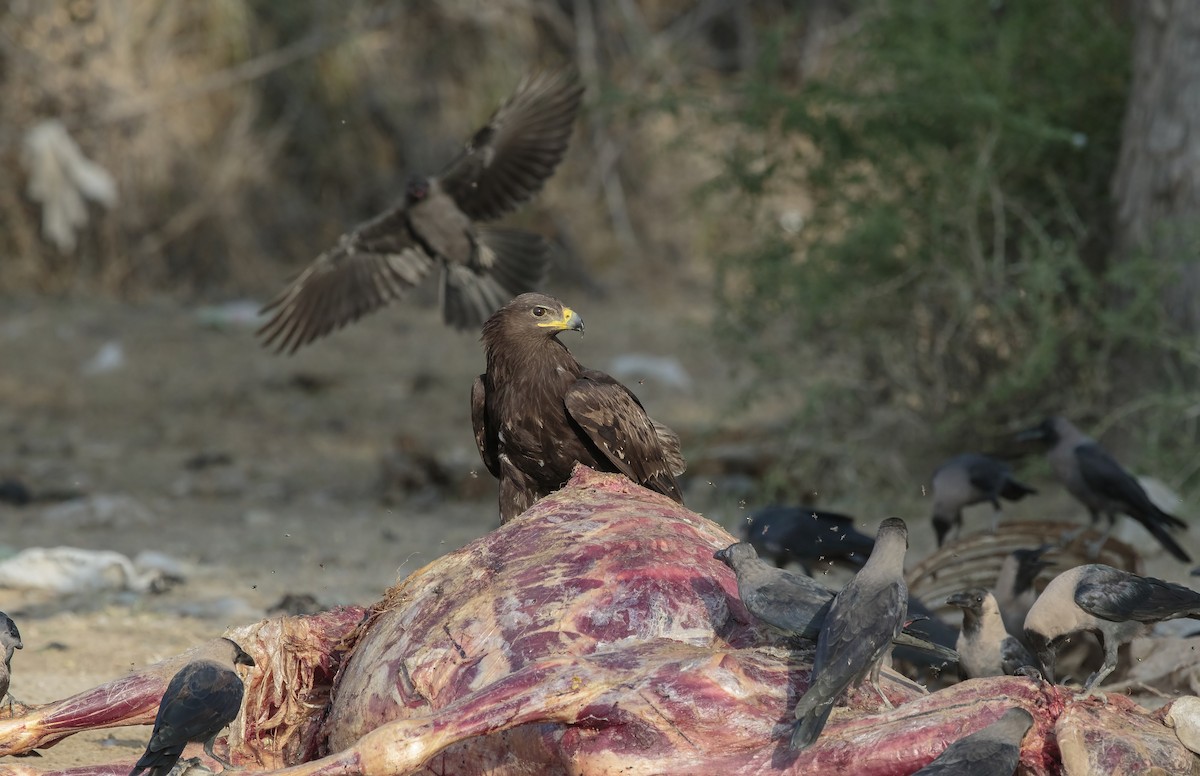 Greater Spotted Eagle - ML72533221