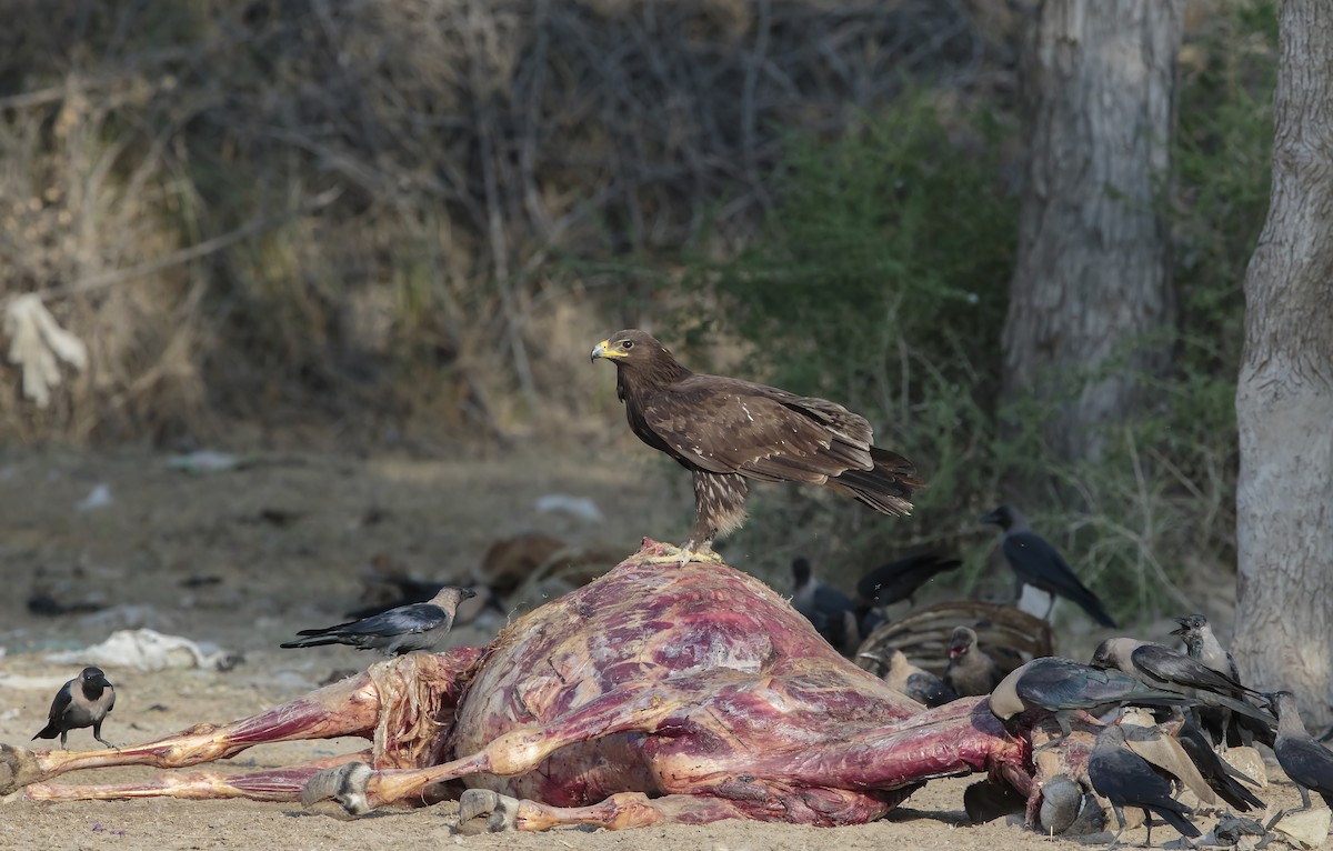 Greater Spotted Eagle - ML72533261