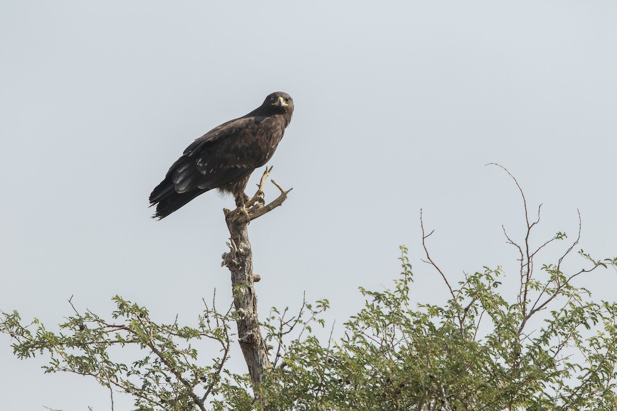 Greater Spotted Eagle - ML72533371