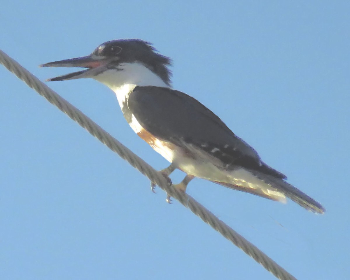 Belted Kingfisher - ML72534351