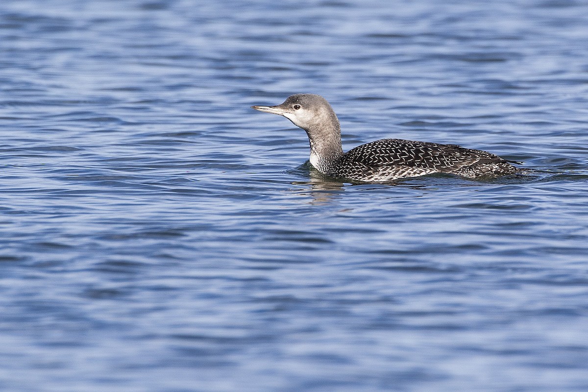 Red-throated Loon - Gerald Romanchuk