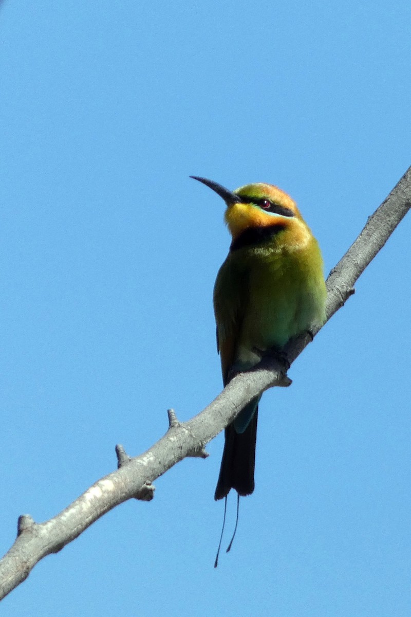 Rainbow Bee-eater - Steven Pike