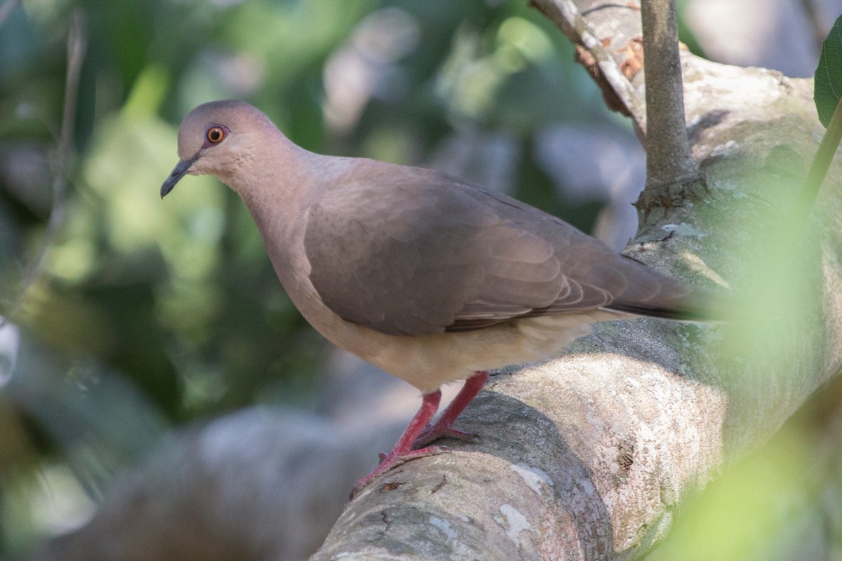 Pale-vented Pigeon - Lindy Fung