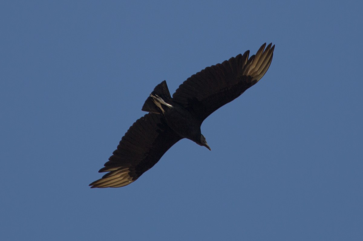 Black Vulture - ML72535681