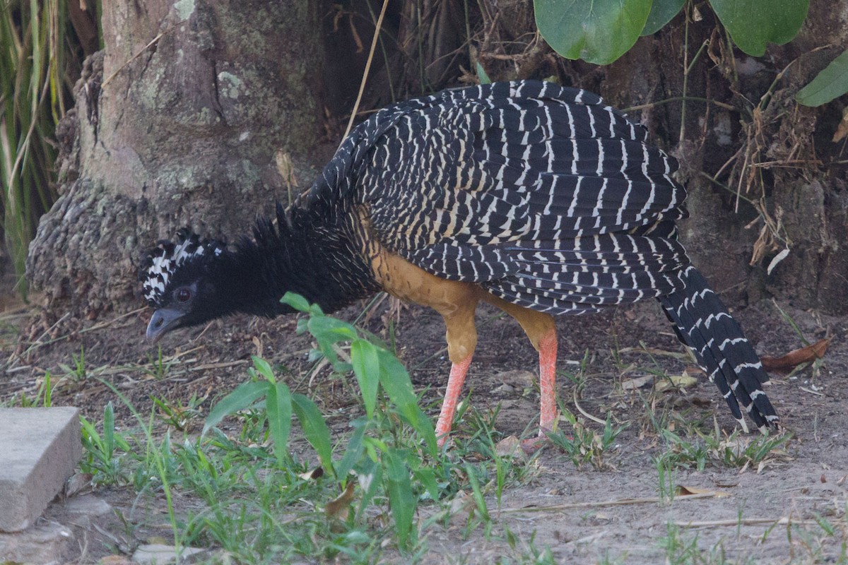Bare-faced Curassow - ML72535731