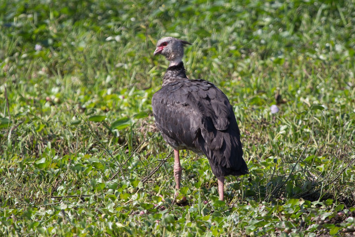 Southern Screamer - Lindy Fung