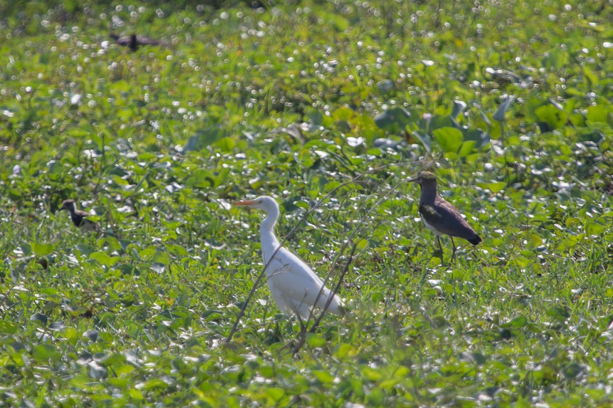 Western Cattle Egret - Lindy Fung