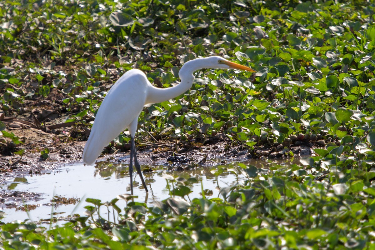 Great Egret - Lindy Fung