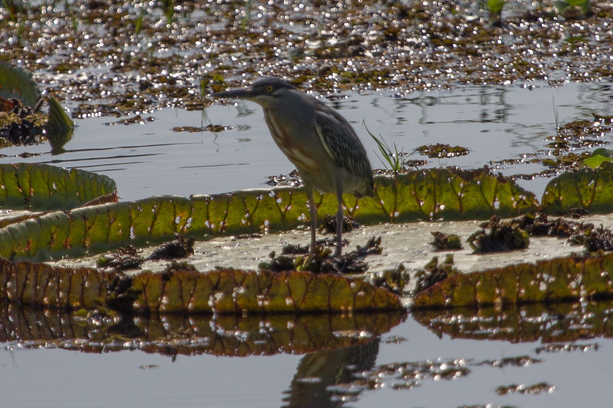 Striated Heron - Lindy Fung