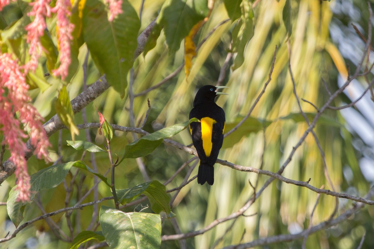 Yellow-rumped Cacique - ML72536071