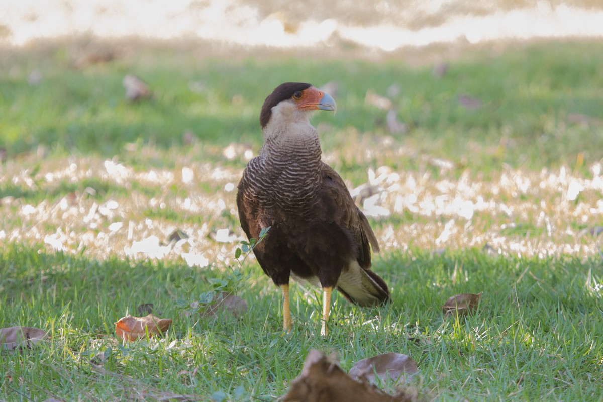 Crested Caracara (Southern) - ML72536101